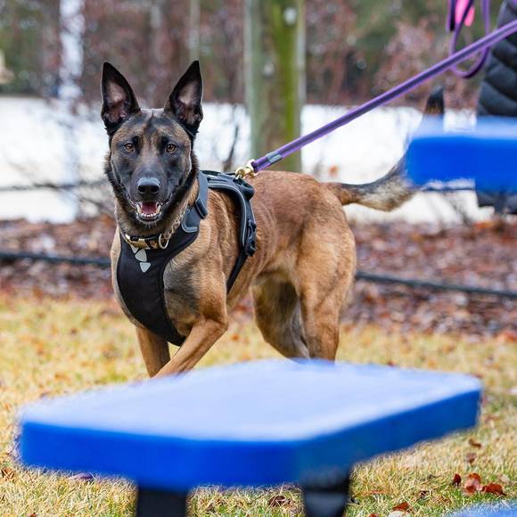 Meet your Posher, Edree - Picture 1 of 1